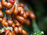 Leocarpus fragilis bildet auf feuchtem, bemoostem Totholz in dichten Gruppen glatte, stark glänzende, tropfen- bis birnenförmige Sporangien (ocker- bis kastanienbraun).
